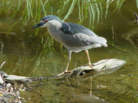 230px-Nycticorax_nycticorax_000.jpg