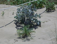 puntapenna 244.JPG