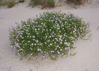 220px-Cakile-maritima-%28eurMeersenf%29_1.jpg