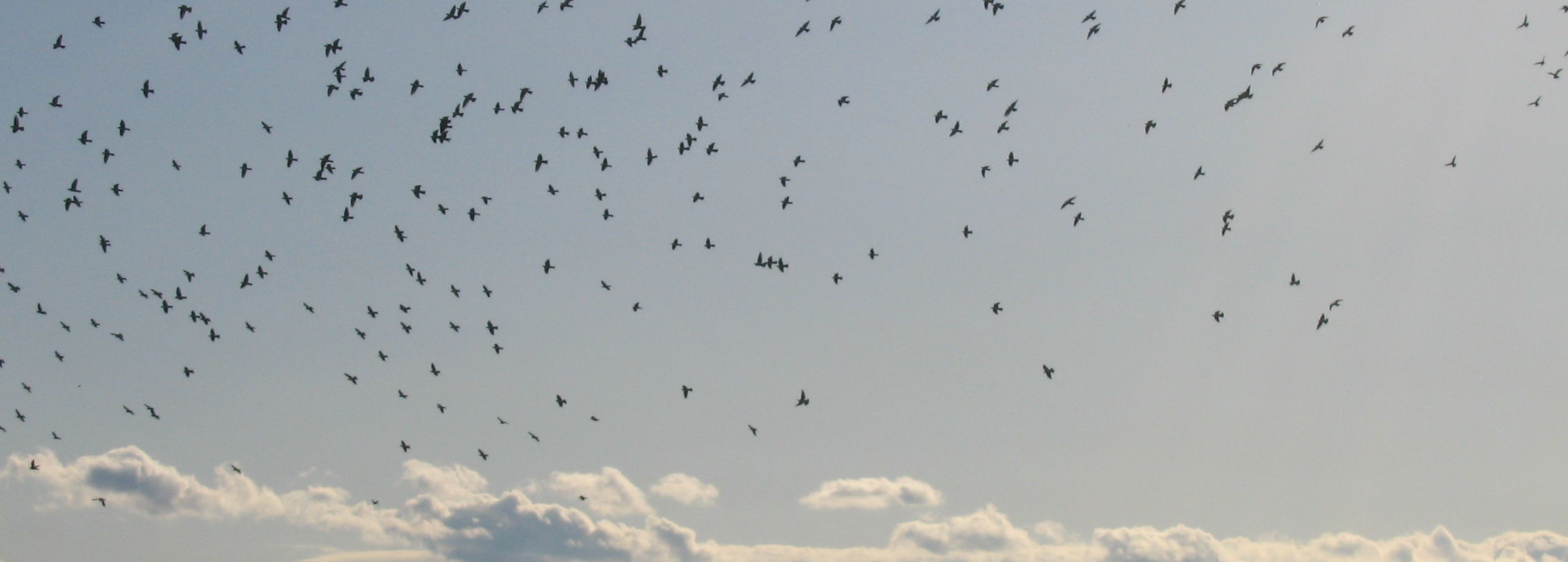 gennaio 2009 017.JPG